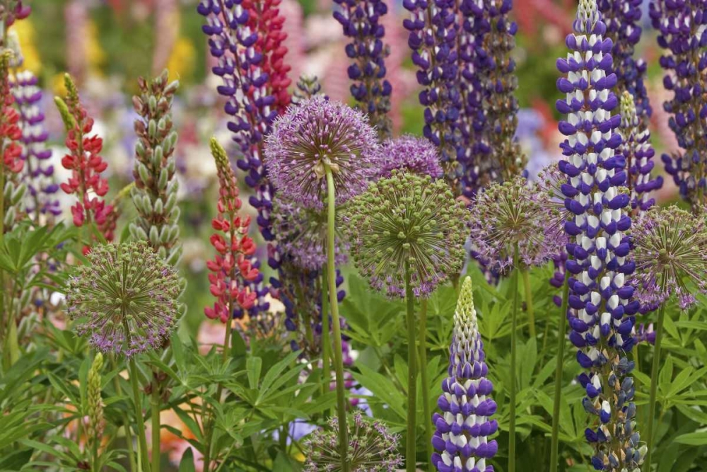 Oregon,Salem Flowers at Schreiners Iris Garden art print by Don Paulson for $57.95 CAD