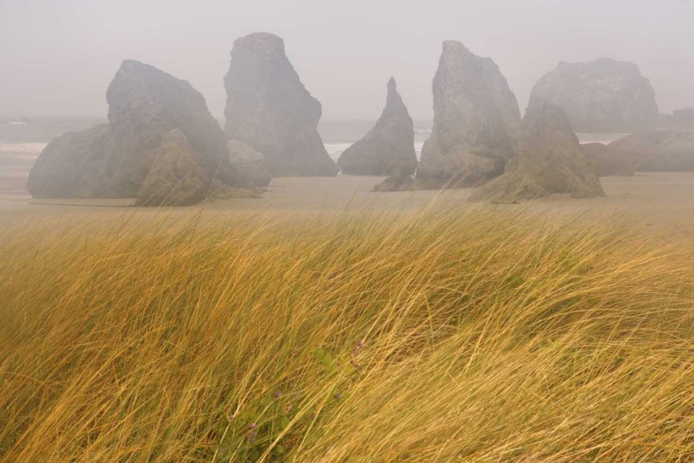 OR, Bandon Dune grass and seastacks in fog art print by Don Paulson for $57.95 CAD