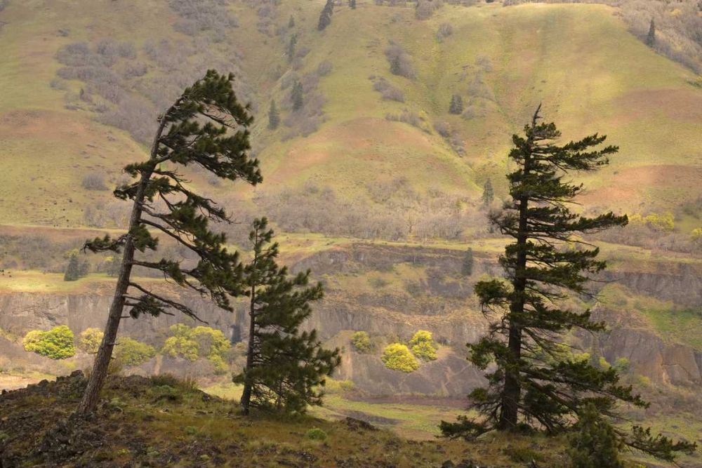 OR, Columbia Gorge Overlook of hills and valley art print by Don Paulson for $57.95 CAD