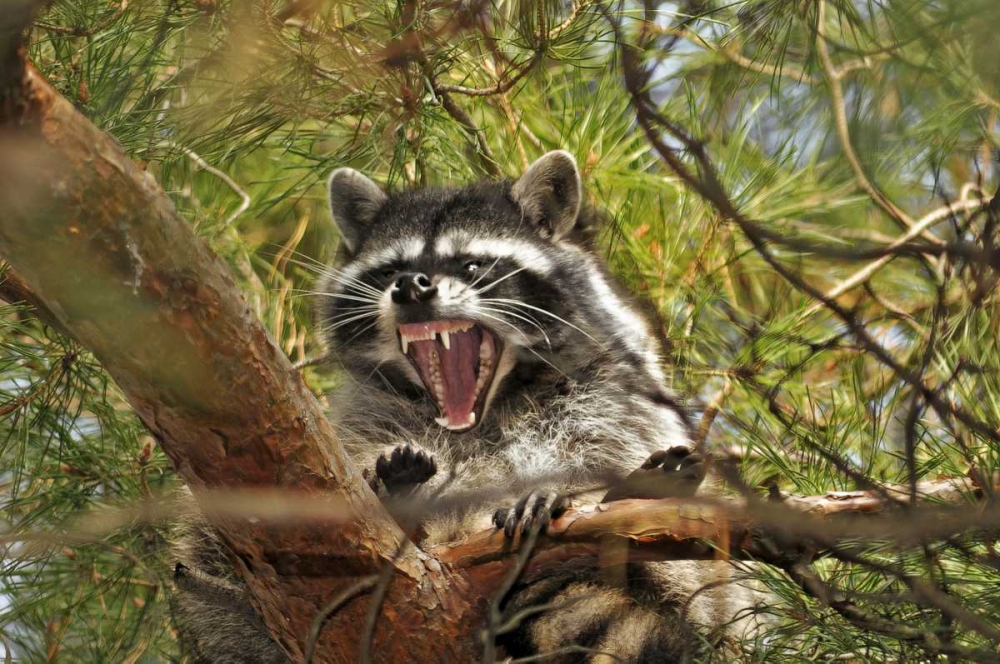 OR, Portland Raccoon yawns in a tree limb art print by Steve Terrill for $57.95 CAD