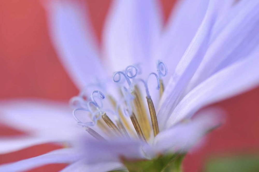 Oregon, Portland Close-up of wild chicory flower art print by Steve Terrill for $57.95 CAD