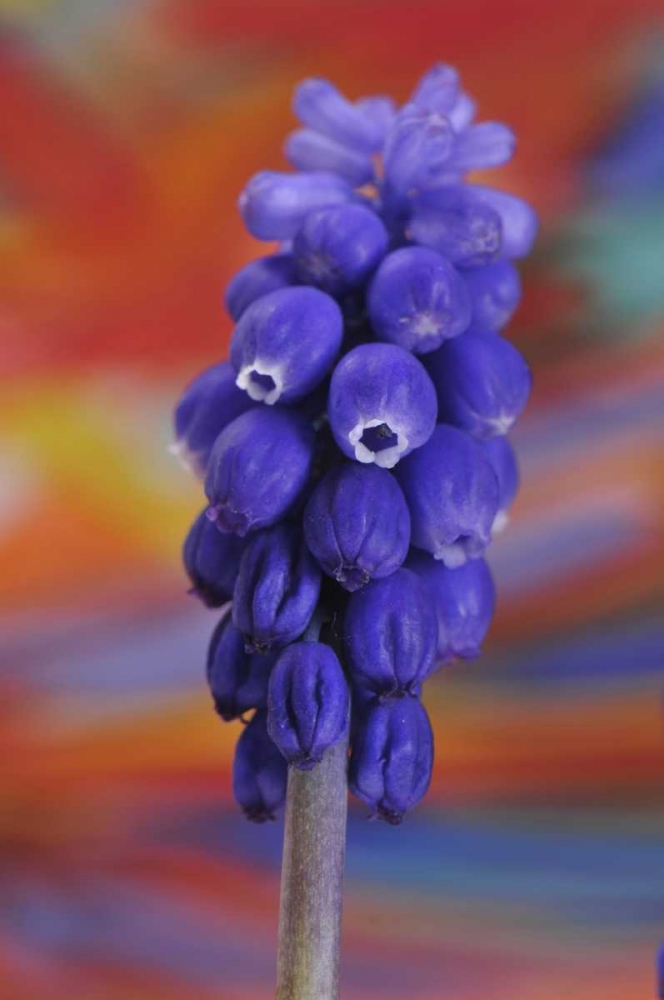 Oregon, Portland Blue grape hyacinth flower art print by Steve Terrill for $57.95 CAD