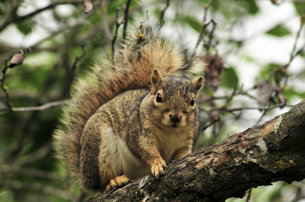 OR, Portland Gray squirrel resting on branch art print by Steve Terrill for $57.95 CAD
