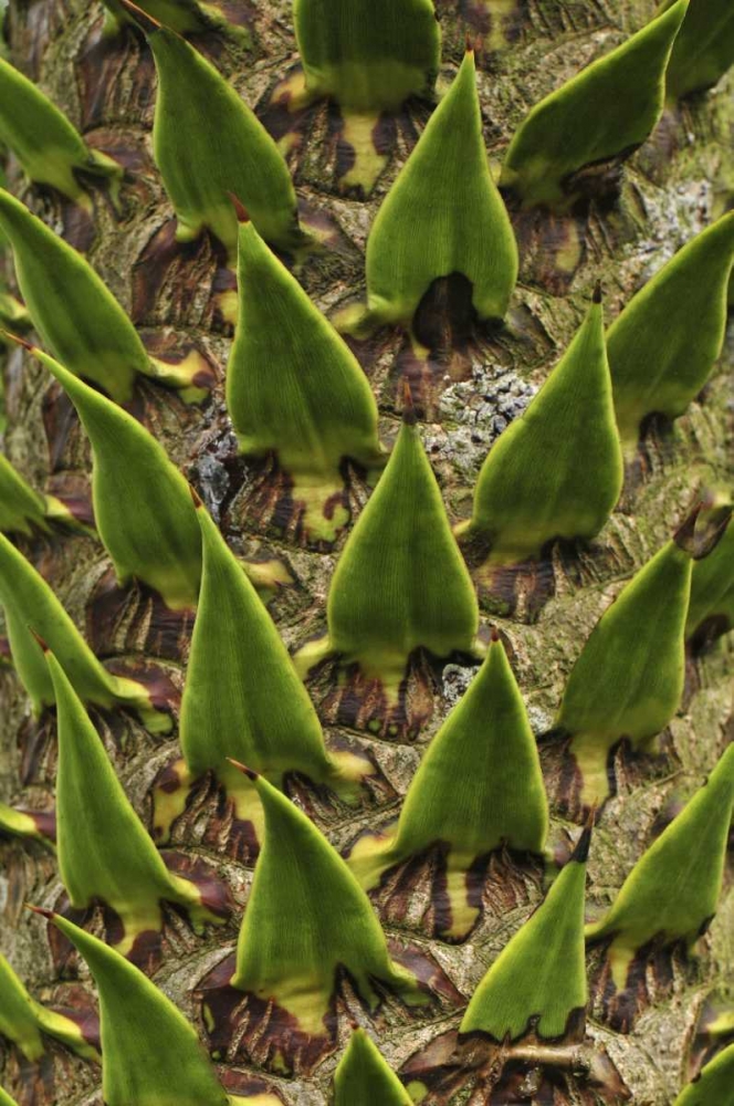 Oregon, Portland Trunk of monkey puzzle tree art print by Steve Terrill for $57.95 CAD
