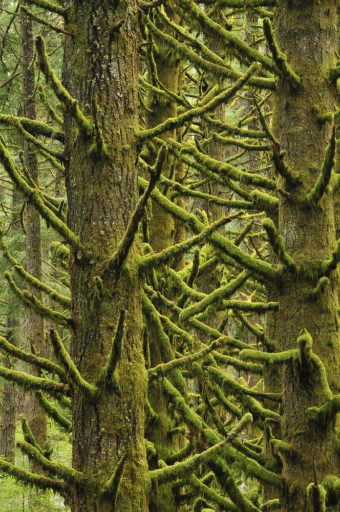 OR, Silver Falls Moss-draped Douglas fir trees art print by Steve Terrill for $57.95 CAD