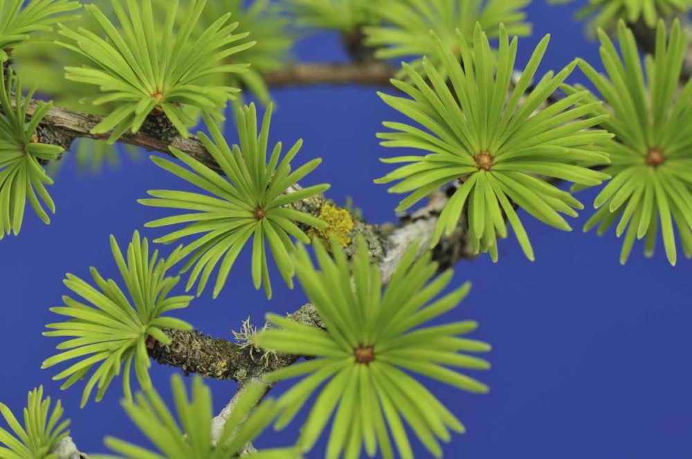 Oregon, Portland Young tamarack tree needles art print by Steve Terrill for $57.95 CAD