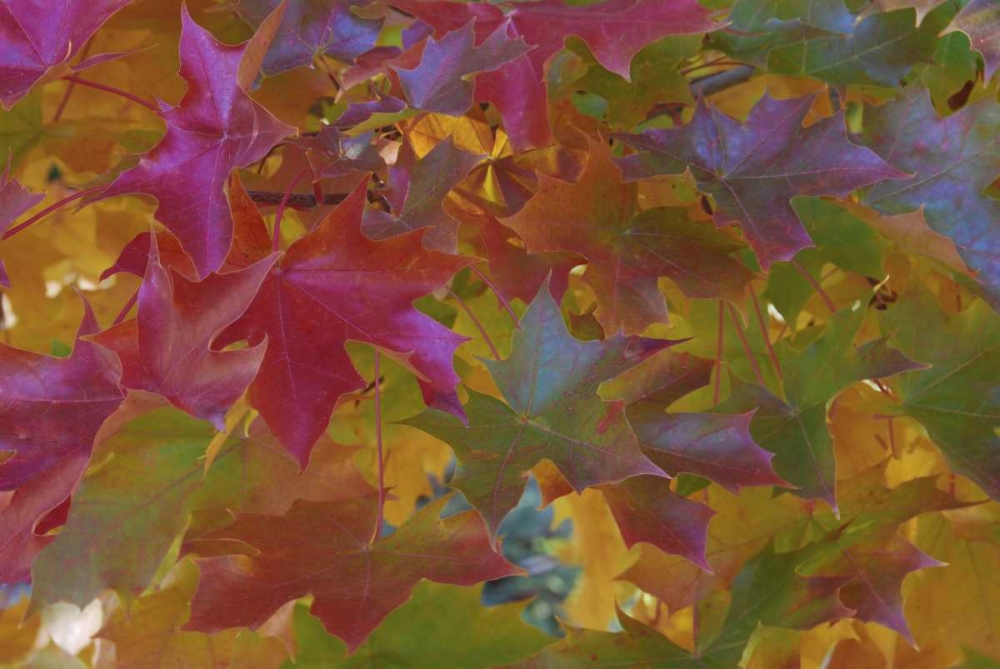 Oregon, Portland Sweet gum tree in autumn art print by Steve Terrill for $57.95 CAD