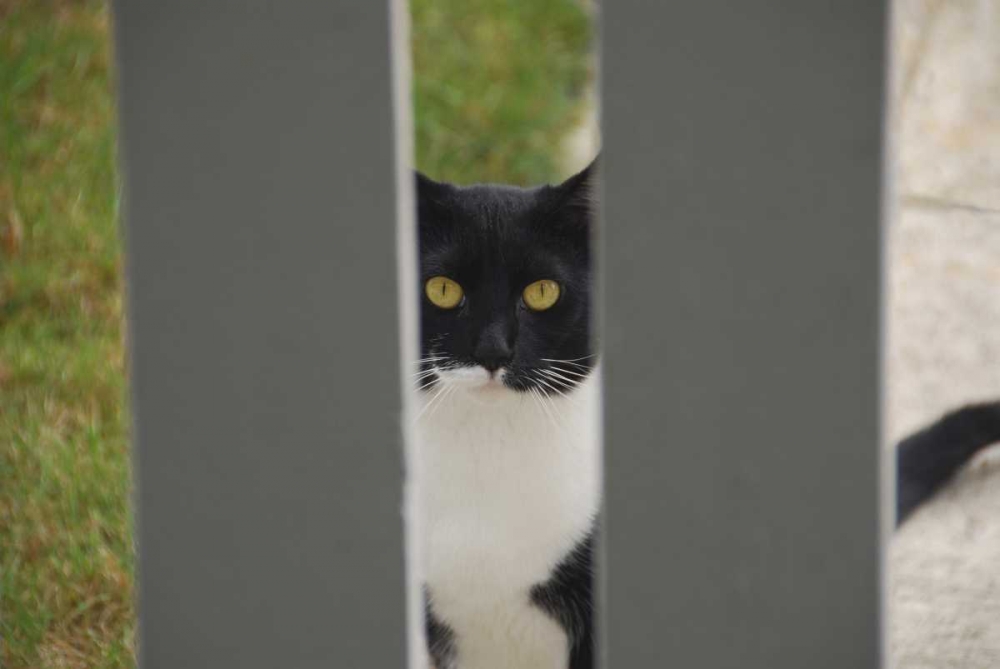 Oregon, Portland Cat looking through yard fence art print by Steve Terrill for $57.95 CAD