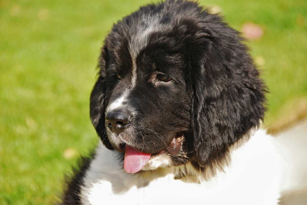 OR, Portland Landseer Newfoundland dog puppy art print by Steve Terrill for $57.95 CAD