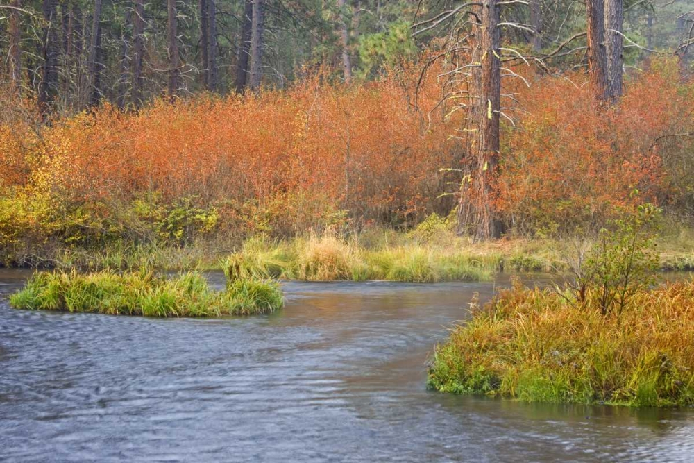 OR, Metolius River Fall along a stream bank art print by Don Paulson for $57.95 CAD