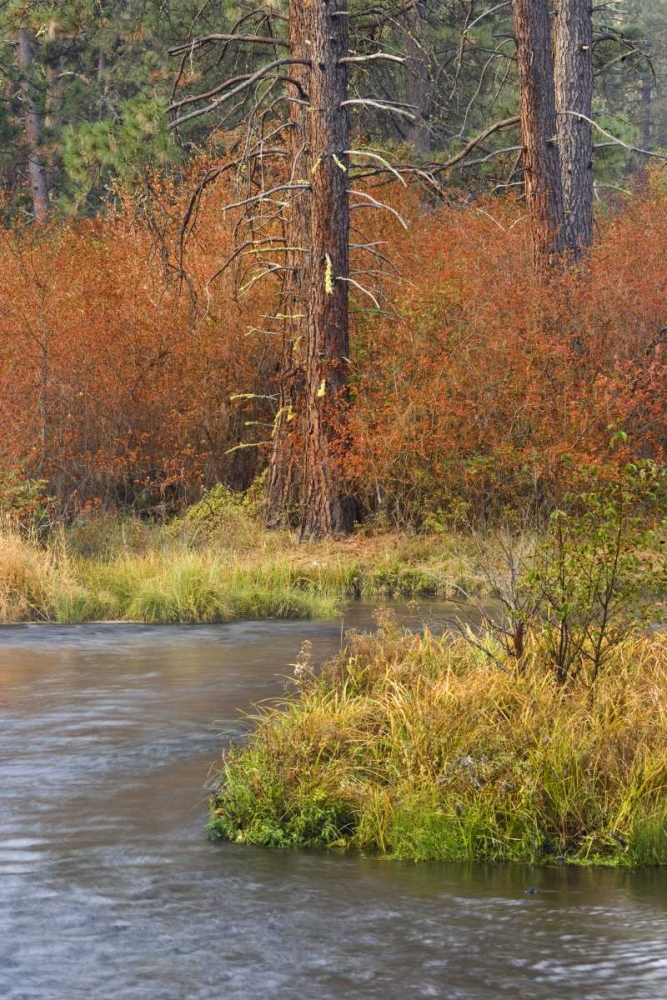 OR, Metolius River Fall along a stream bank art print by Don Paulson for $57.95 CAD