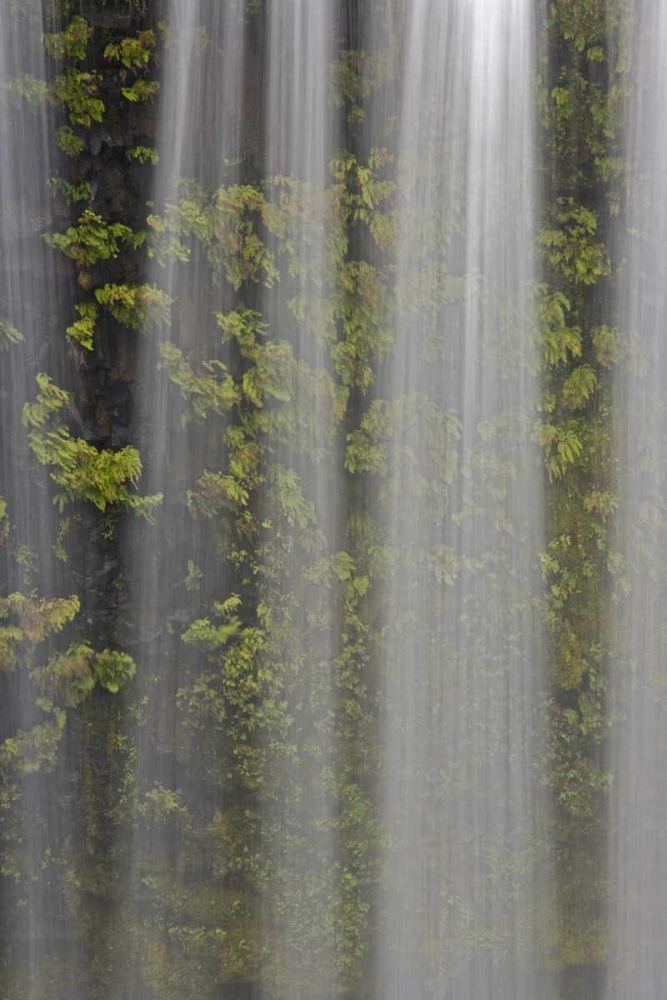 OR, Willamette NF Koosah Falls and ferns art print by Don Paulson for $57.95 CAD
