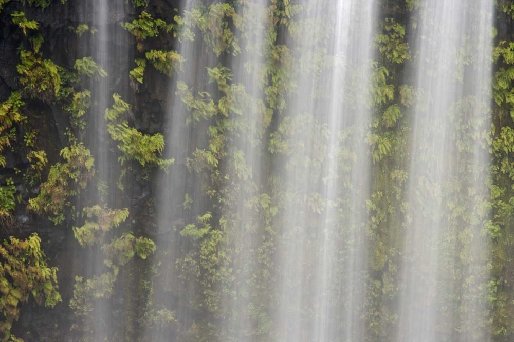 OR, Willamette NF Koosah Falls and ferns art print by Don Paulson for $57.95 CAD