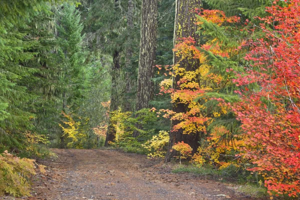 OR, Willamette NF Historic Santiam Wagon Road art print by Don Paulson for $57.95 CAD