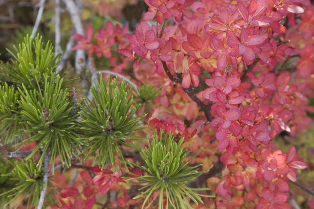 Oregon Huckleberry bush leaves and pine needles art print by Don Paulson for $57.95 CAD