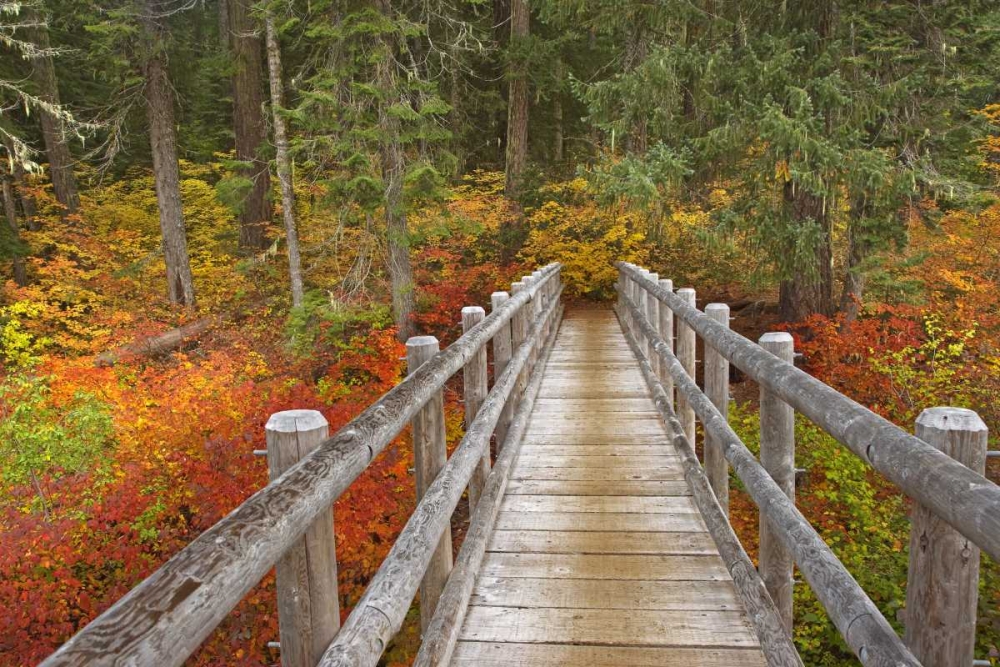 OR, Willamette  Bridge on McKenzie River Trail art print by Don Paulson for $57.95 CAD