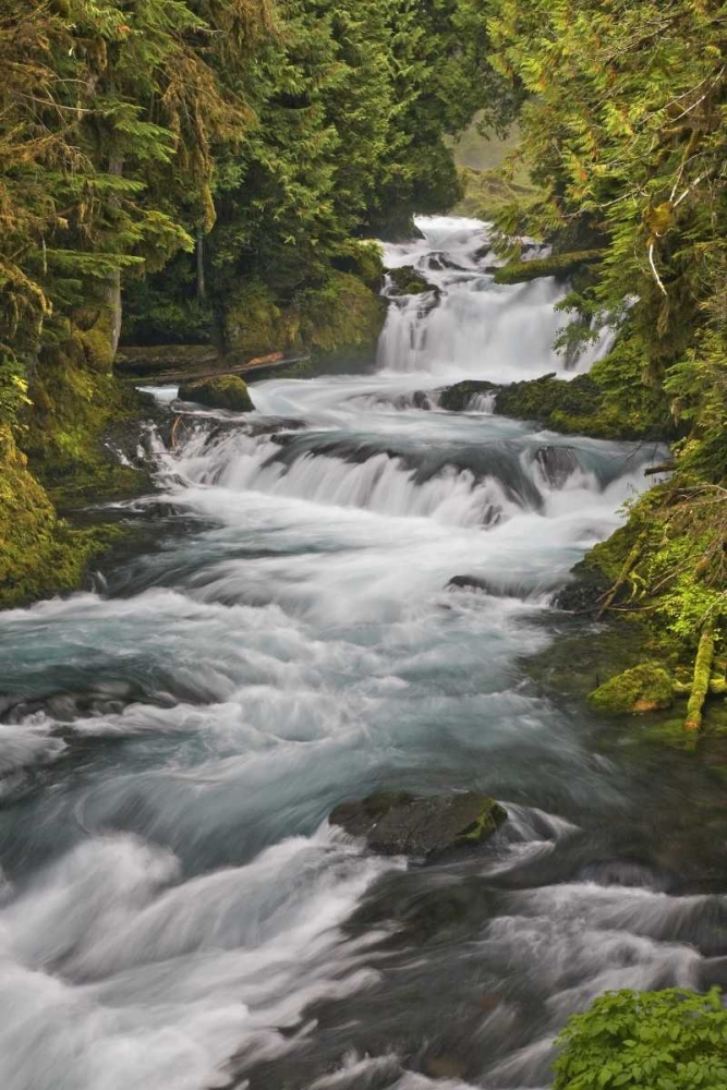 Oregon, Willamette NF McKenzie River rapids art print by Don Paulson for $57.95 CAD