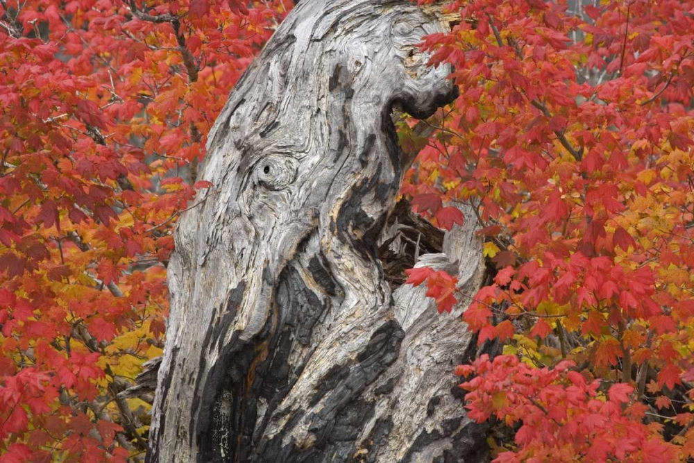 OR, Willamette NF Vine maple tree stump, autumn art print by Don Paulson for $57.95 CAD