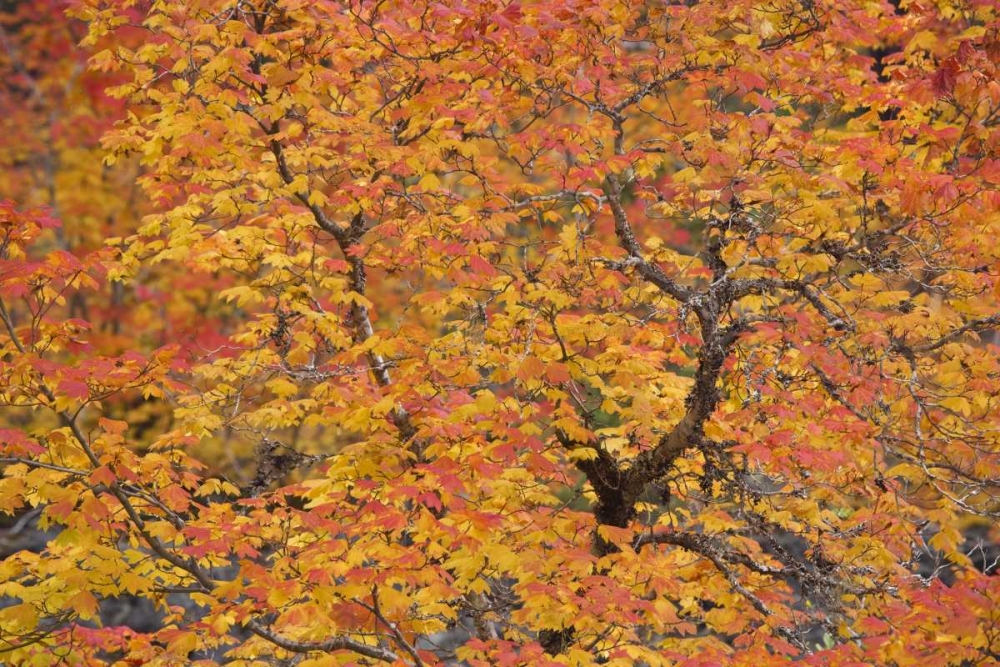 OR, Willamette NF Vine maple tree in autumn art print by Don Paulson for $57.95 CAD