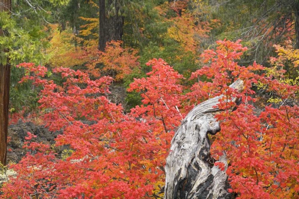 OR, Willamette NF Vine maple tree stump, autumn art print by Don Paulson for $57.95 CAD