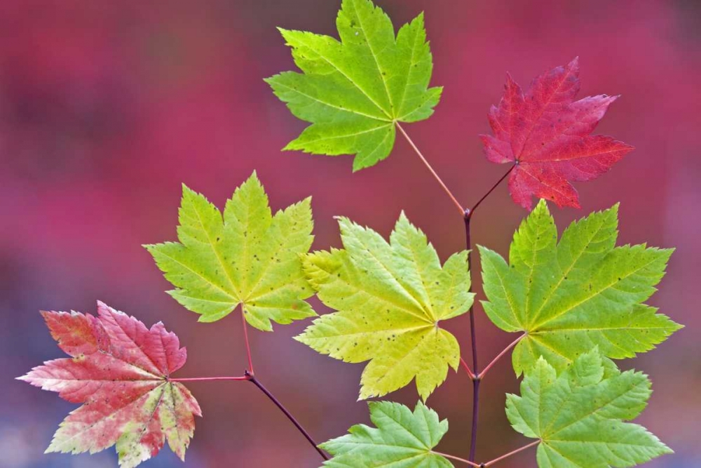 OR, Willamette NF Vine maple leaves in autumn art print by Don Paulson for $57.95 CAD