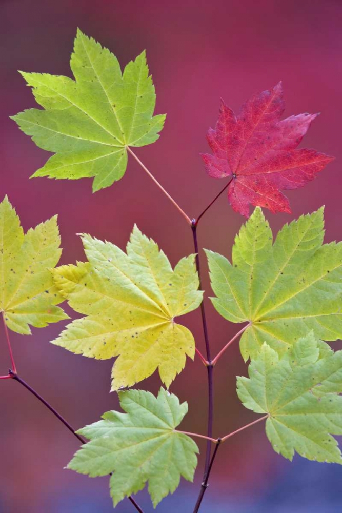 OR, Willamette NF Vine maple leaves in autumn art print by Don Paulson for $57.95 CAD