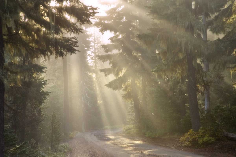 OR, Willamette NF God rays illumine foggy forest art print by Don Paulson for $57.95 CAD