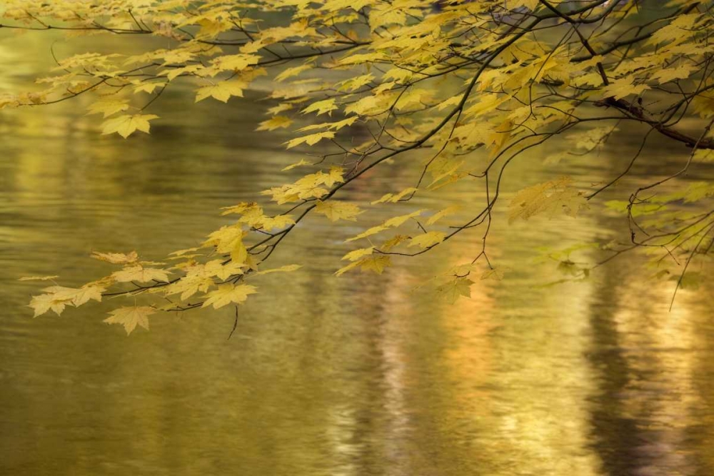 OR, Rogue River NF Vine maple over Rogue River art print by Don Paulson for $57.95 CAD