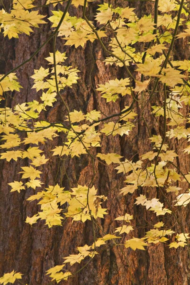 OR, Rogue River NF Vine maple leaves art print by Don Paulson for $57.95 CAD