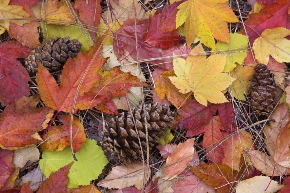 OR, Rogue River NF Forest floor in Autumn art print by Don Paulson for $57.95 CAD