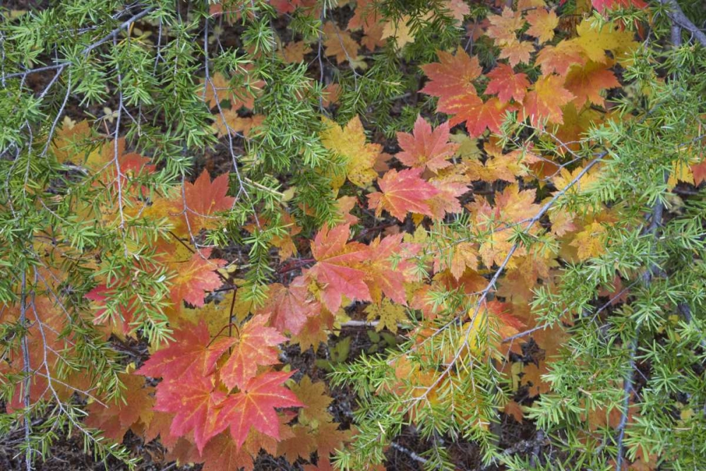 OR, Rogue River NF Vine maple leaves and hemlock art print by Don Paulson for $57.95 CAD