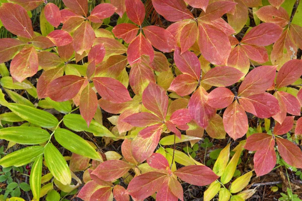 OR, Rogue River NF Dogwood leaves in autumn art print by Don Paulson for $57.95 CAD