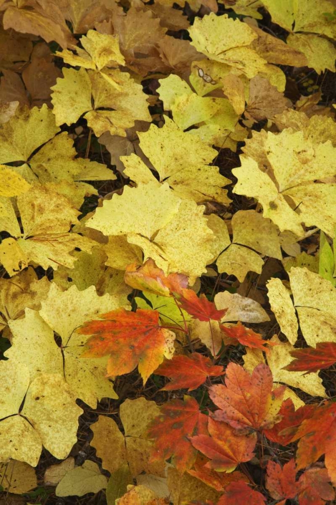 OR, Rogue River NF Leaves on forest floor art print by Don Paulson for $57.95 CAD