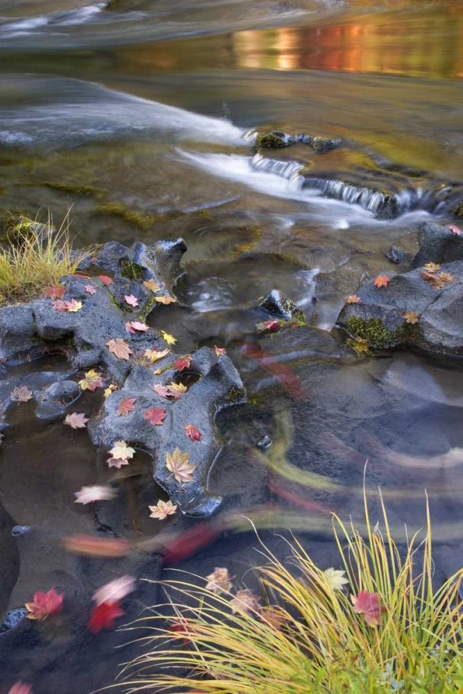 OR, Rogue River NF Leaves and autumn reflections art print by Don Paulson for $57.95 CAD