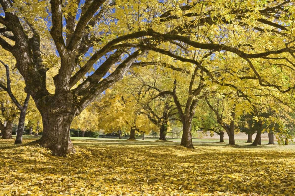 Oregon, Joseph H Stewart Walnut trees in autumn art print by Don Paulson for $57.95 CAD