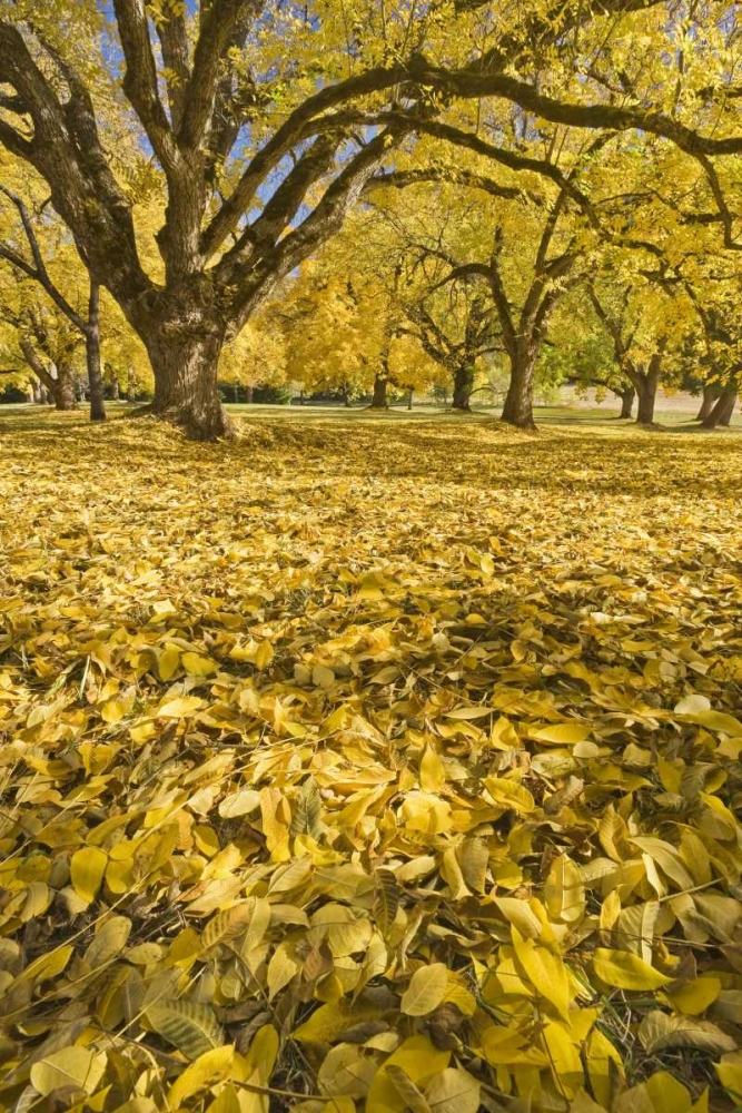 Oregon, Joseph H Stewart Walnut trees in autumn art print by Don Paulson for $57.95 CAD