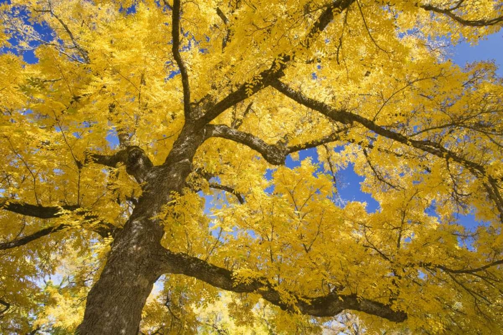 Oregon, Joseph H Stewart Walnut tree in autumn art print by Don Paulson for $57.95 CAD