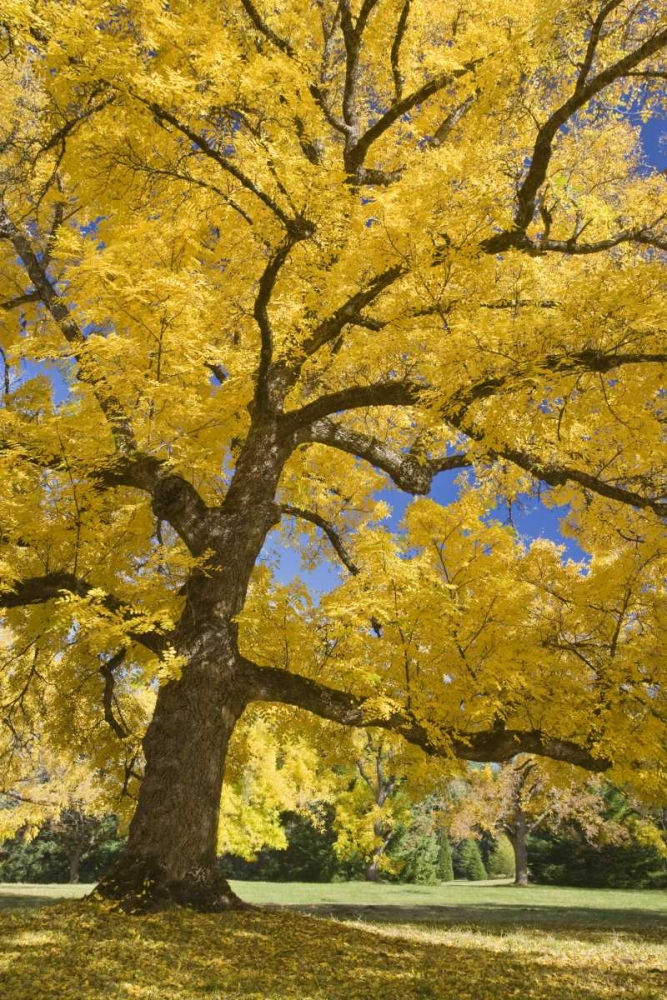 Oregon, Joseph H Stewart Walnut tree in autumn art print by Don Paulson for $57.95 CAD