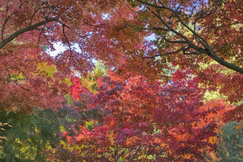 OR, Ashland Maple and chestnut trees in autumn art print by Don Paulson for $57.95 CAD
