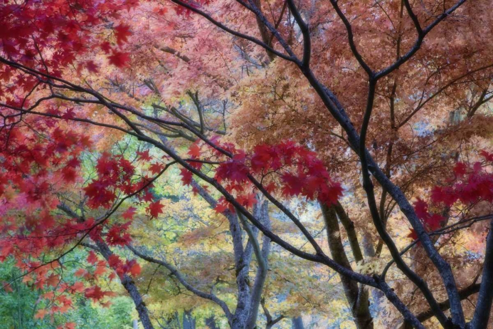 OR, Ashland Lithia Park maple trees in autumn art print by Don Paulson for $57.95 CAD