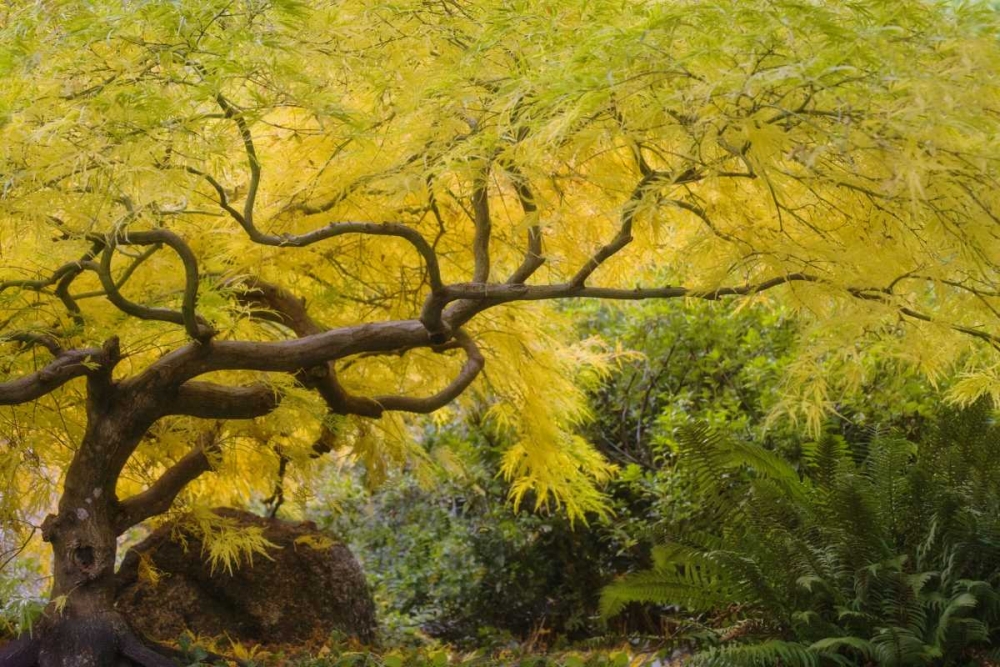 Oregon, Ashland Lithia Park yellow maple trees art print by Don Paulson for $57.95 CAD
