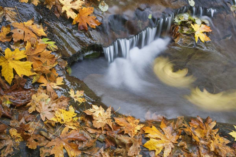 OR, Sweet Creek Maple leaves and stream eddy art print by Don Paulson for $57.95 CAD