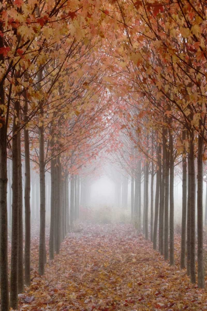 OR, Willamette Valley Autumn-colored maple trees art print by Don Paulson for $57.95 CAD