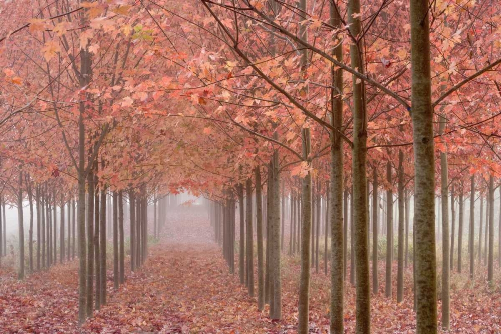 OR, Willamette Valley Autumn-colored maple trees art print by Don Paulson for $57.95 CAD