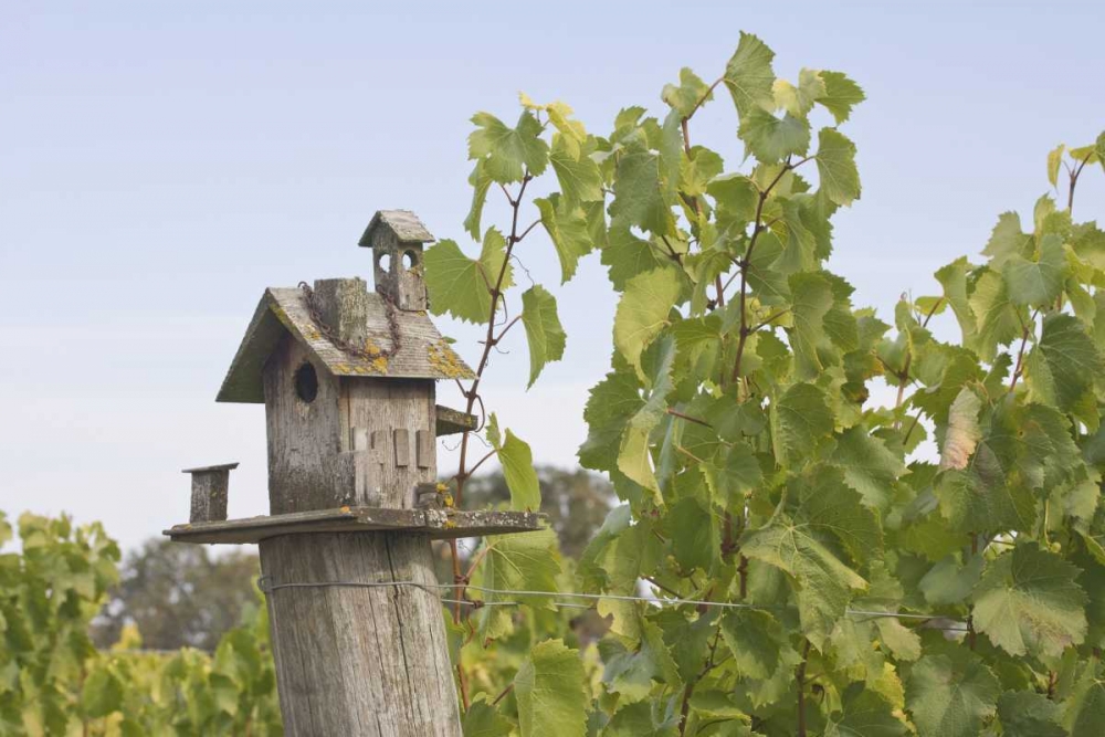 OR, Willamette Valley Birdhouse in vineyard art print by Don Paulson for $57.95 CAD