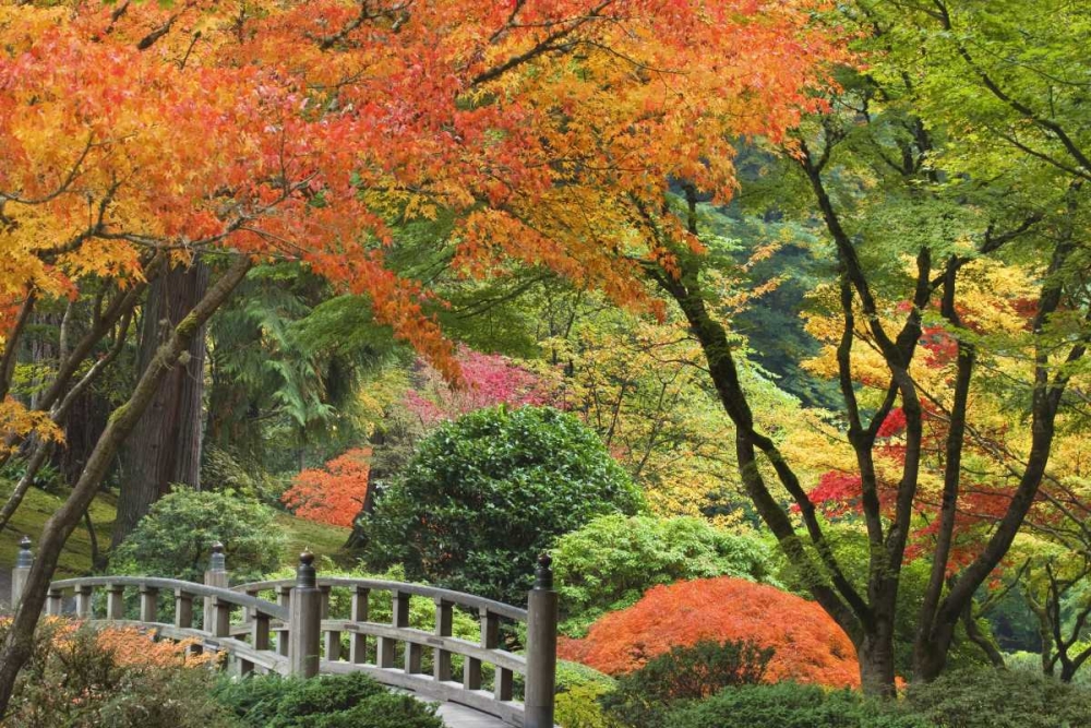 Oregon, Portland Bridge and maple tree in autumn art print by Don Paulson for $57.95 CAD