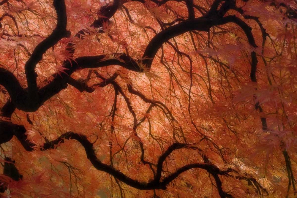 Oregon, Portland Japanese maple in autumn color art print by Don Paulson for $57.95 CAD