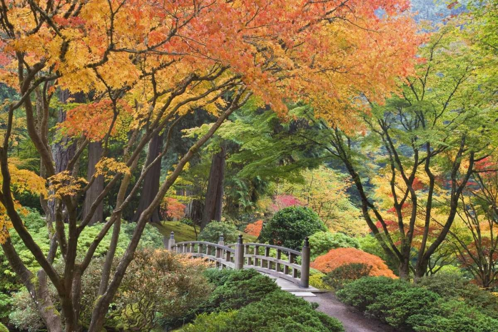 Oregon, Portland Bridge and maple tree in autumn art print by Don Paulson for $57.95 CAD