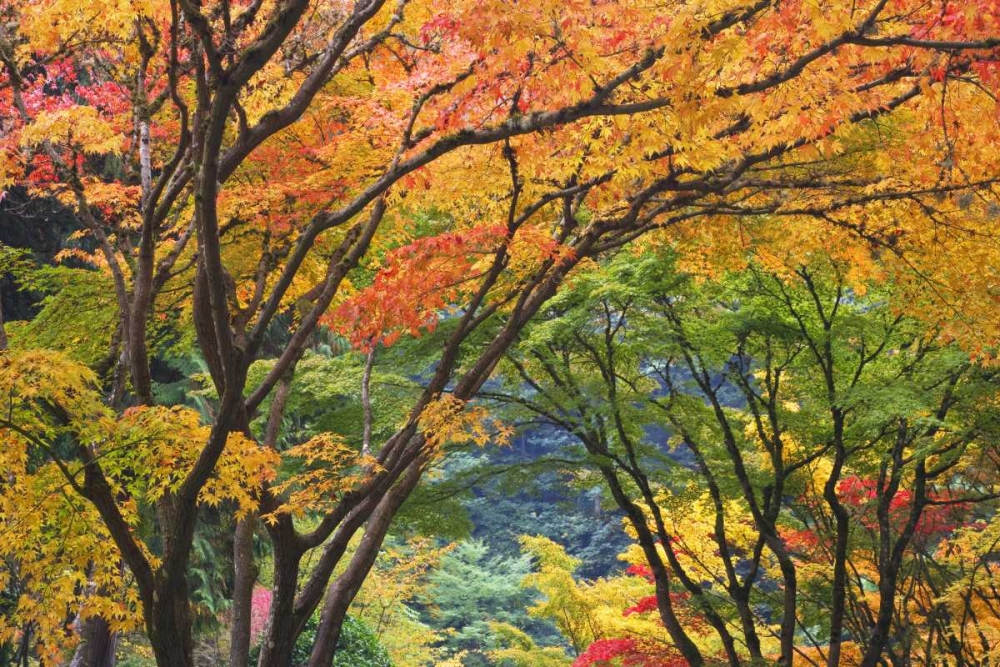 Oregon, Portland Maple trees in autumn color art print by Don Paulson for $57.95 CAD