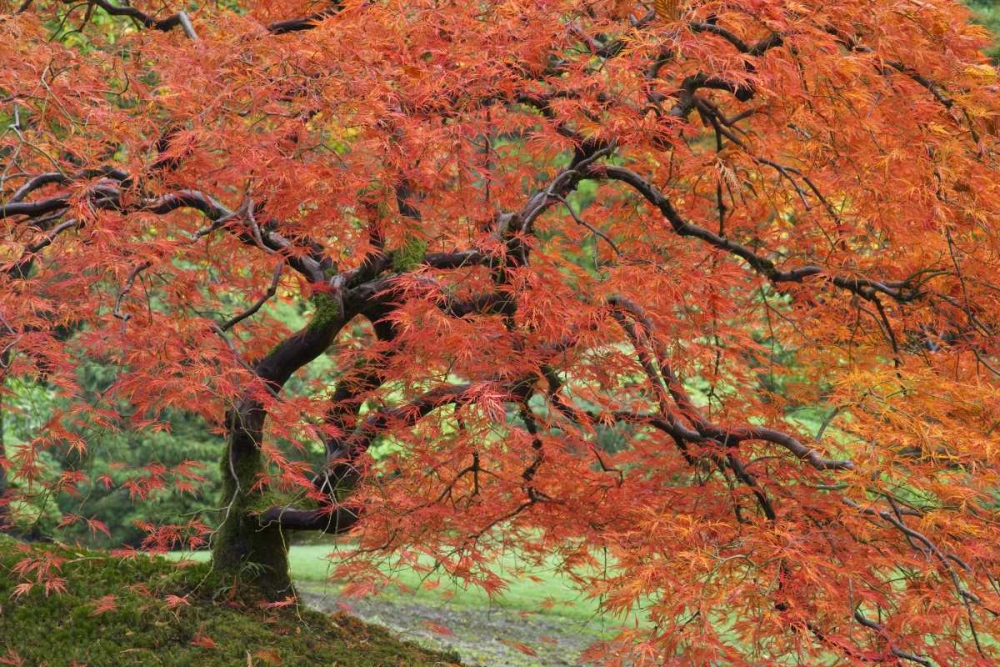 Oregon, Portland Japanese maple in autumn color art print by Don Paulson for $57.95 CAD